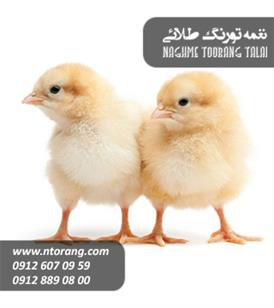 فروش جوجه یکروزه گوشتی نژاد کاپ